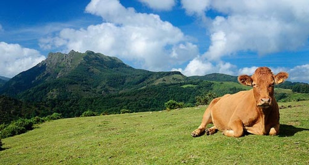 12km A cow waiting for you in Aiako Harriak