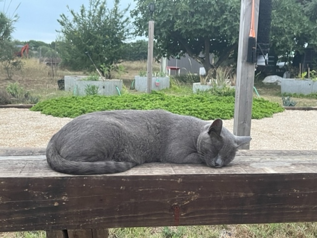 1 of 3 of the cats that adopted us when we arrived in Spain