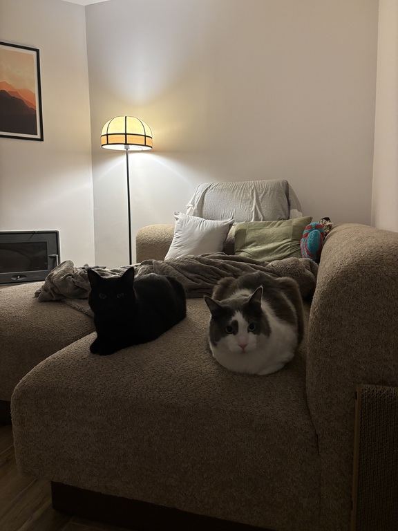 Our cats Kinbo (black) and Misti (white and grey)