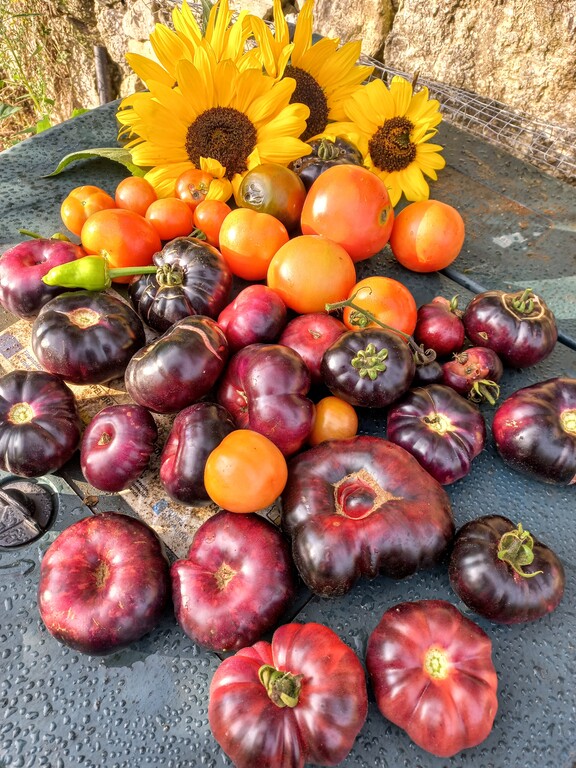 Tenemos huerta en casa