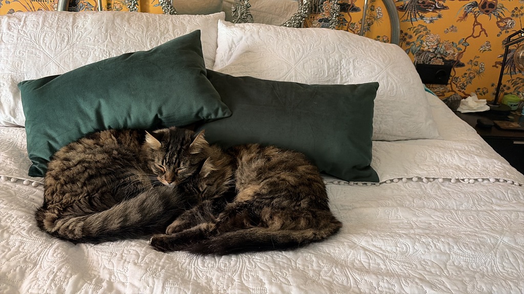 Nuestros gatos