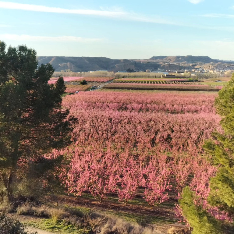 Floracion  Aitona 
 Lleida