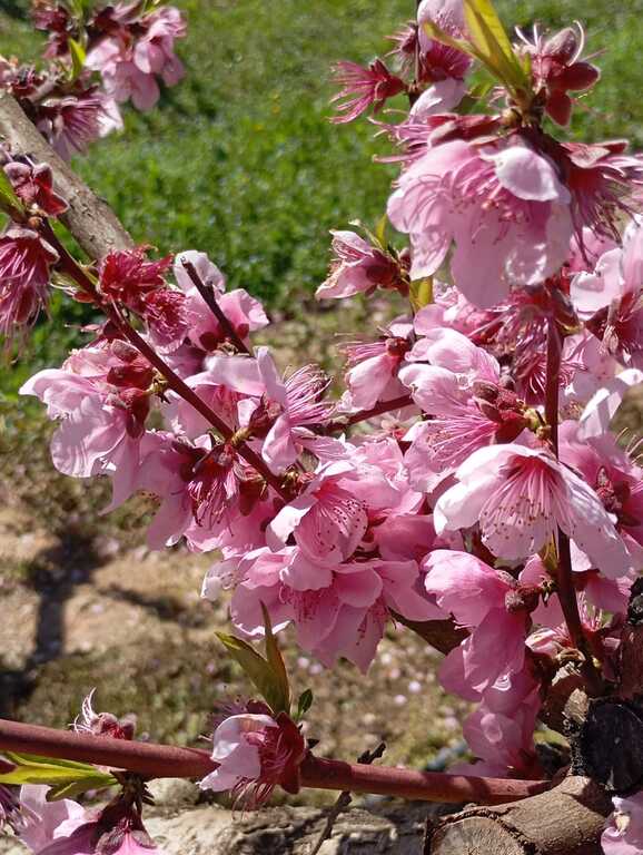 Floracion Aitona.Lleida