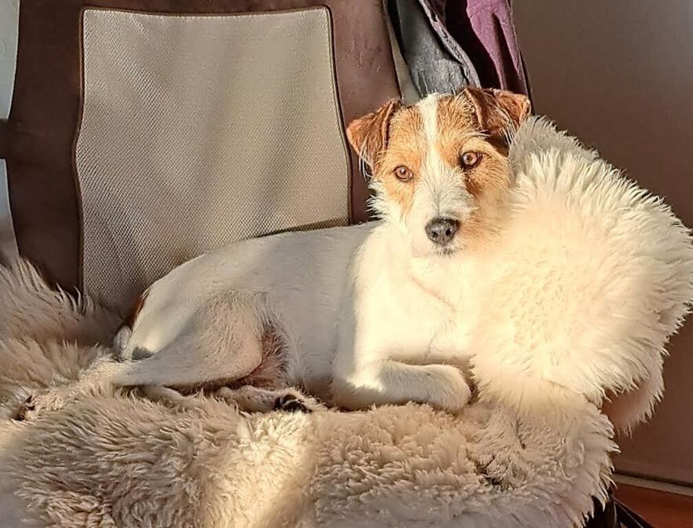 Our dog (Timi)! Exchange time Timi is in the kennel!