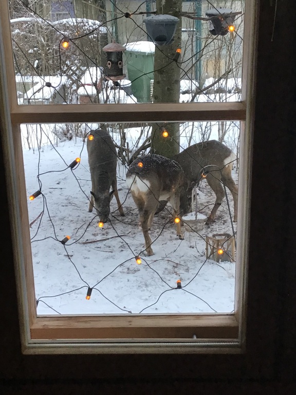 Roe Deer, mostly visiting In winter time