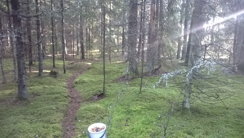 Our house is next to a forest, with possibility to pick berries and mushrooms.