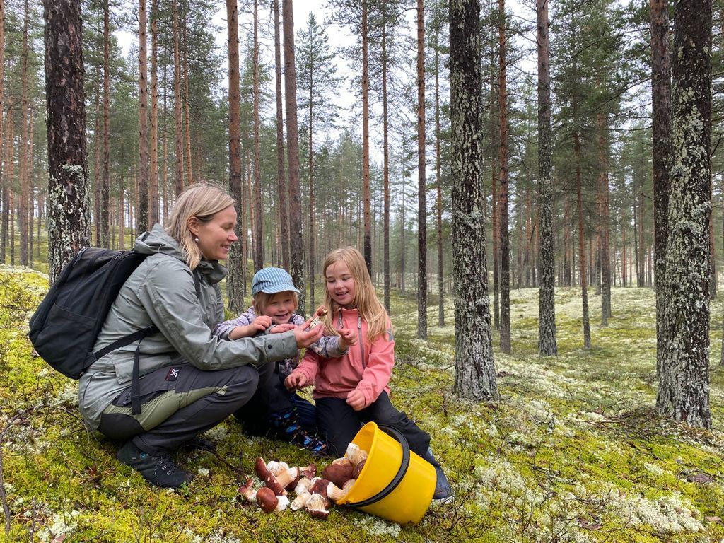 Picking mushrooms in Rokua, national Park 60km away.