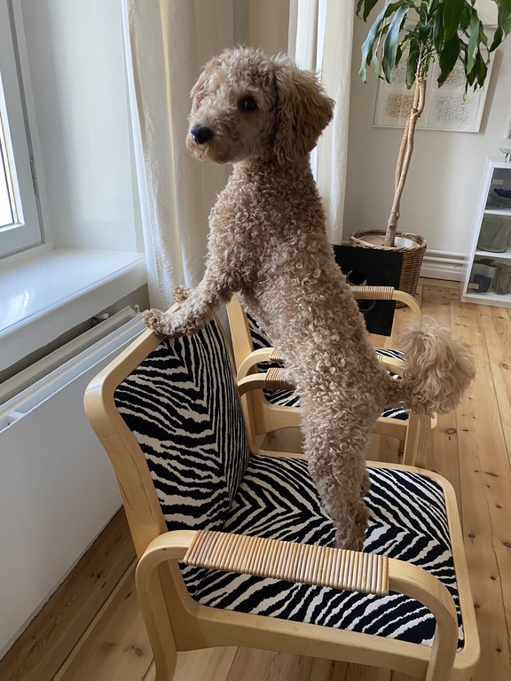 Pyry. He doesn´t travel with us. He has an extra home nearby during our trips.