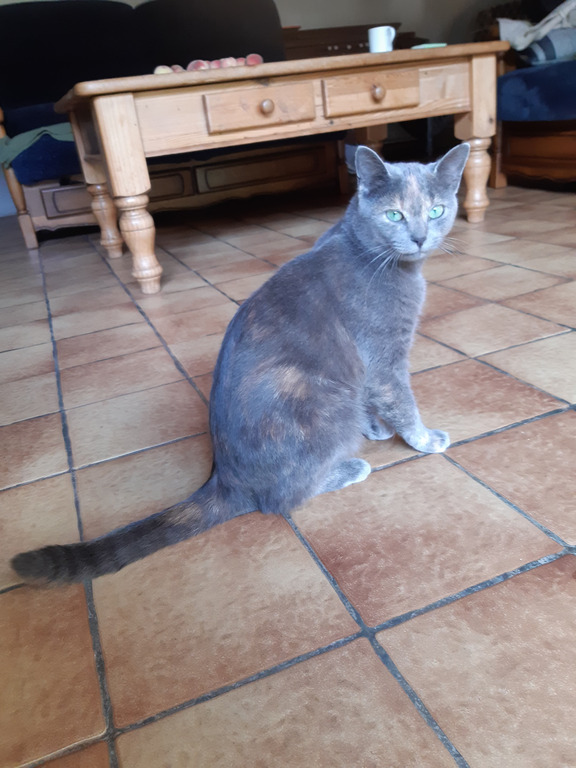 Gribouille, petite chatte qui s'est invitée chez nous à peine sevrée et qui est restée. 