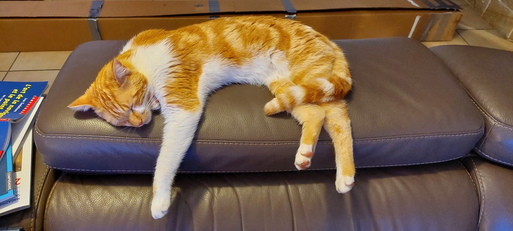 Our cat Fergus