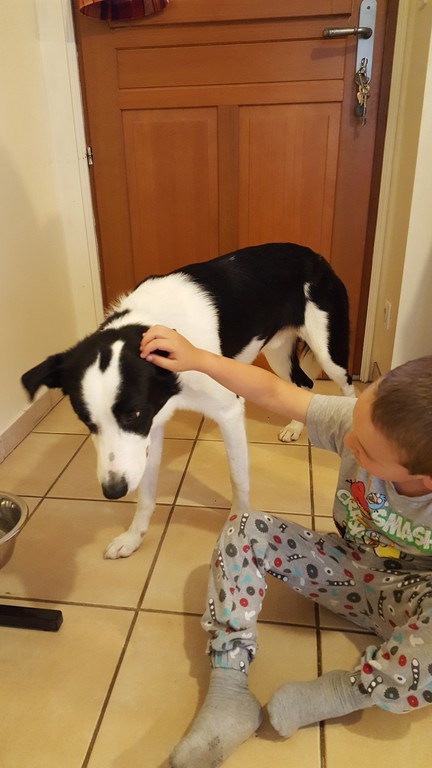 Stark le chien. Stark the dog