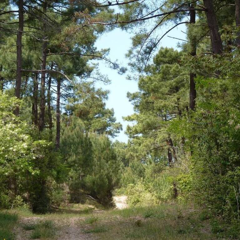 nous aimons marcher en forêt