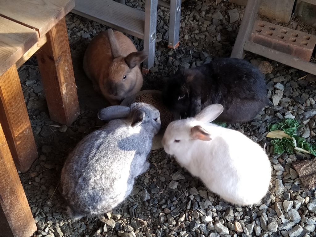 We have rabbits living free in the garden