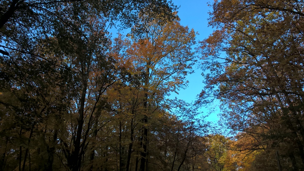 Une belle journée en forêt