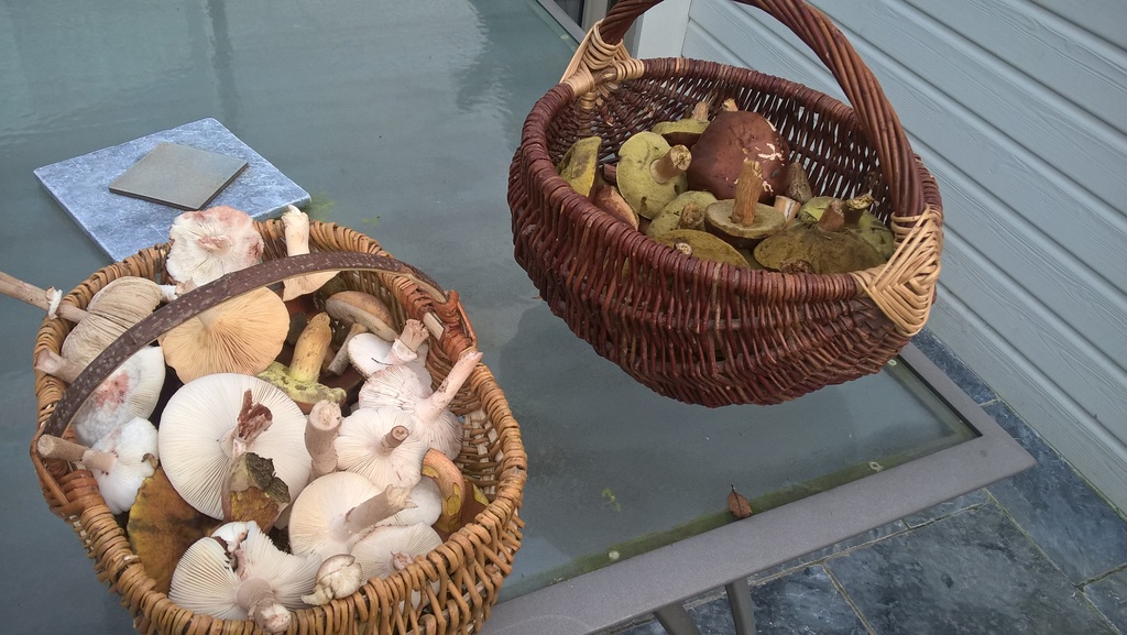 Nous aimons cueillir des champignons en forêt
