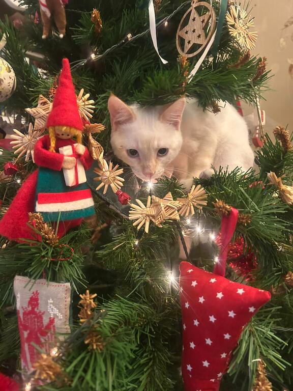 Our young cat will be kept and don’t travel with us . 