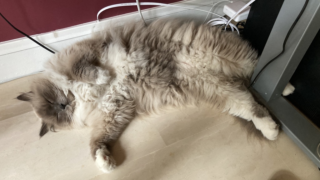 Petrouchka, chat mâle Sibérien de 6 ans