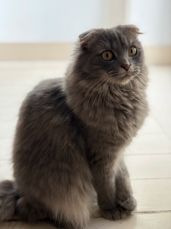 Pok, one of our 2 cats