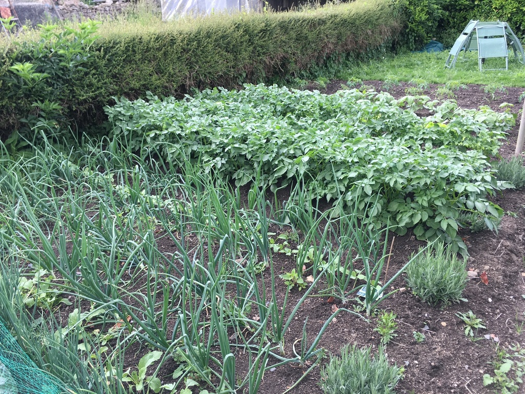 Our vegetable garden - potager
