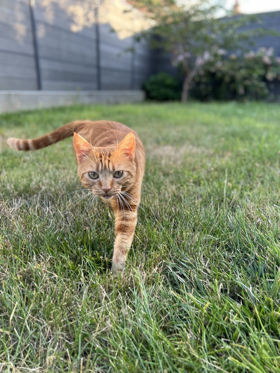 Artémis - the cuddly cat