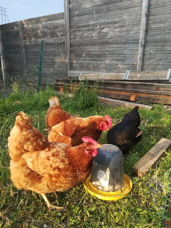 Our lovely hens...