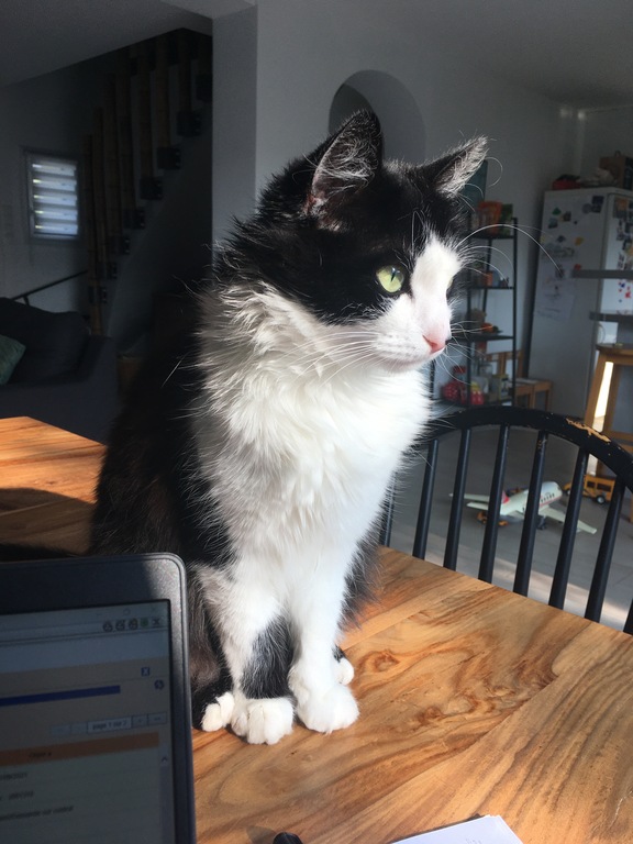 Notre chat Fridu (qui veut dire « nez noir » en breton)