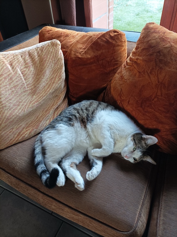 Schnurr, notre gentil chat