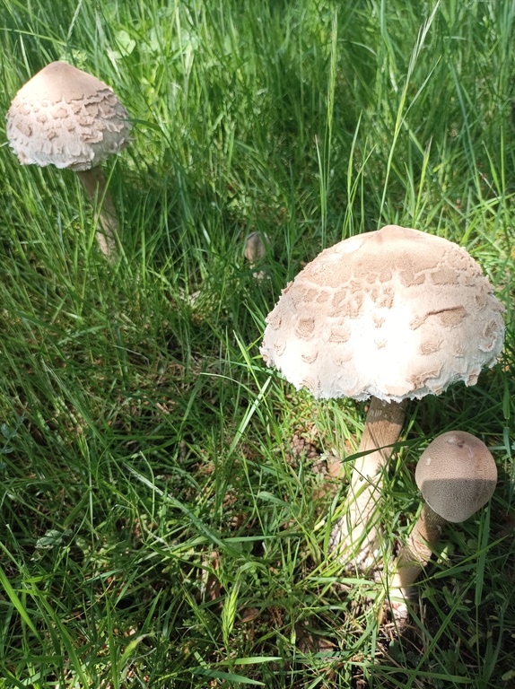 Champignon dans notre parc