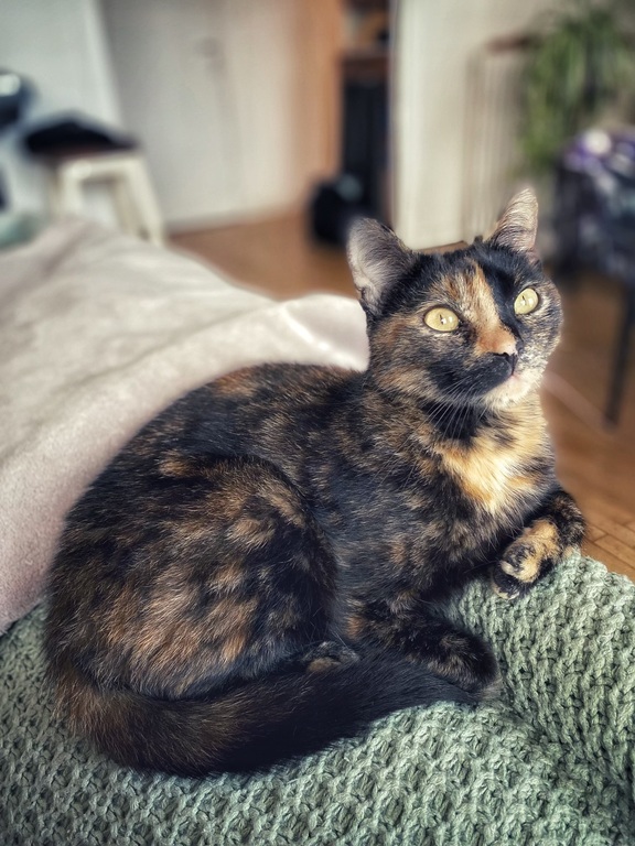 Pastaga « j’ai mon petit caractère mais j’adore venir faire un câlin si tu as un plaid sur toi »