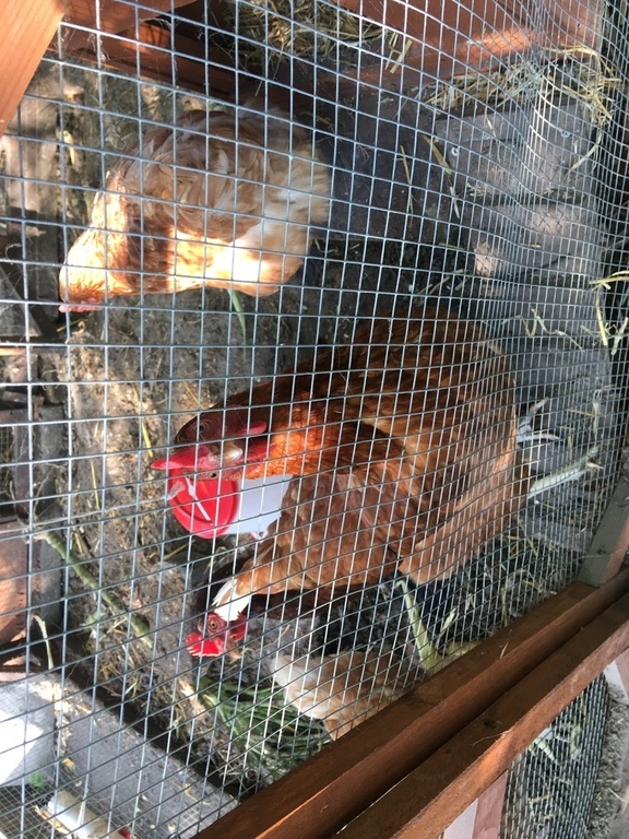 our chickens