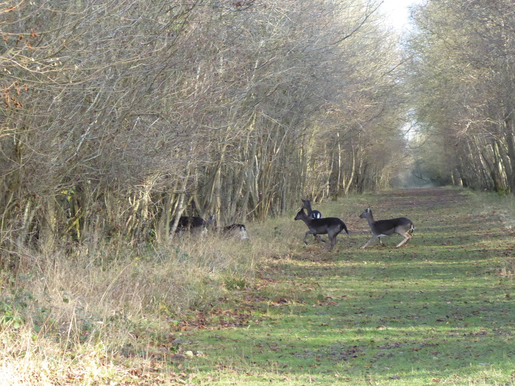 Deer in Hatfield Forest on one of our local walks