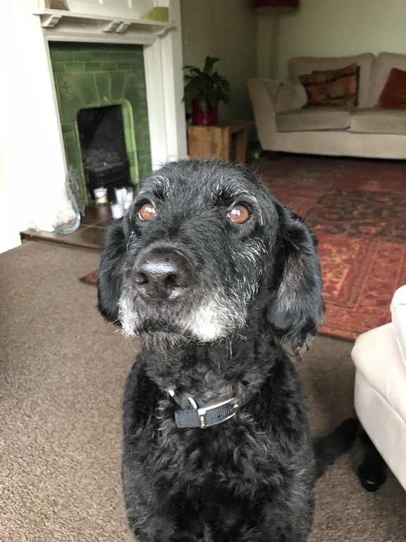 Our dog (who will stay with friends)