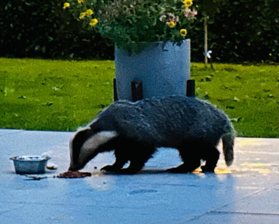 Regular visitor to our garden 
