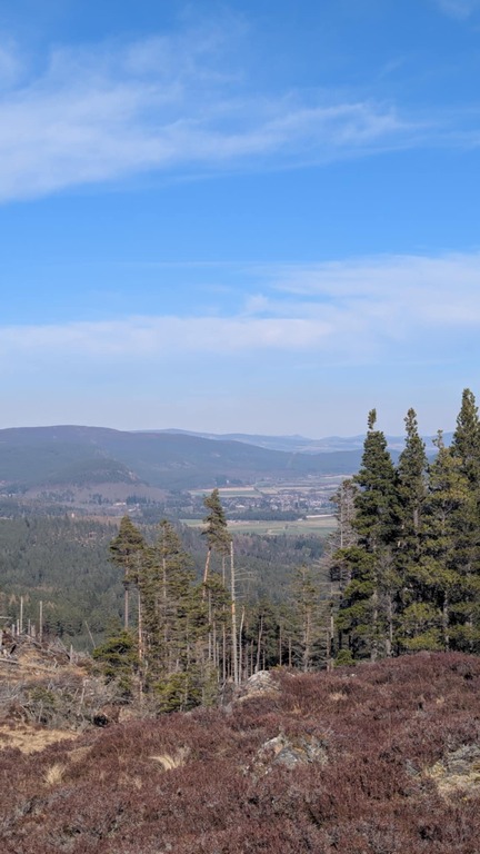 A forest walk near Aberdeen.