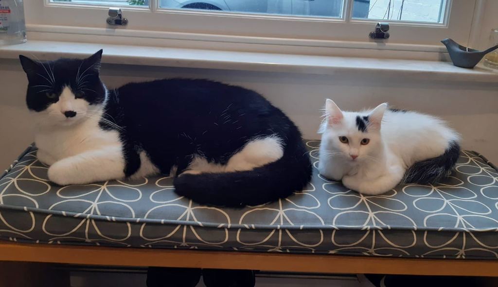 Our cats, Meme & Liv