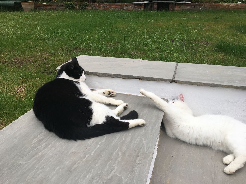 Our cats, Meme & Liv