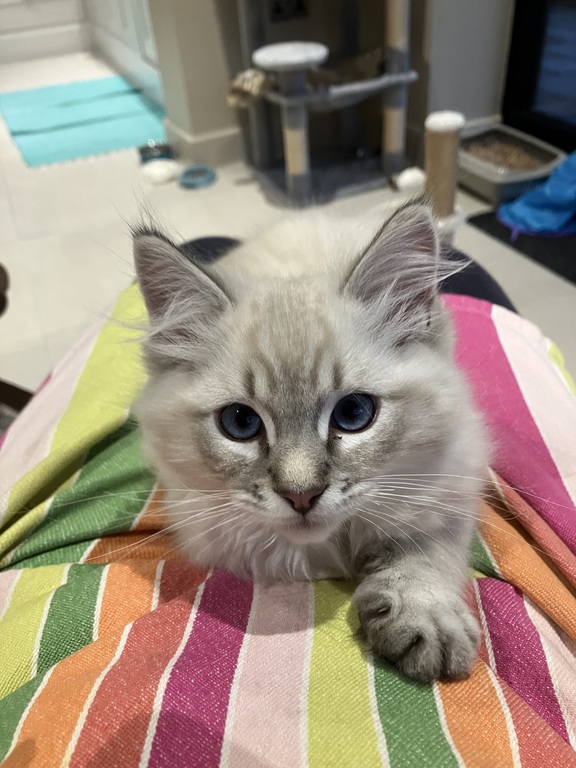 Here is Milo, our kitten who has just come to live with us!