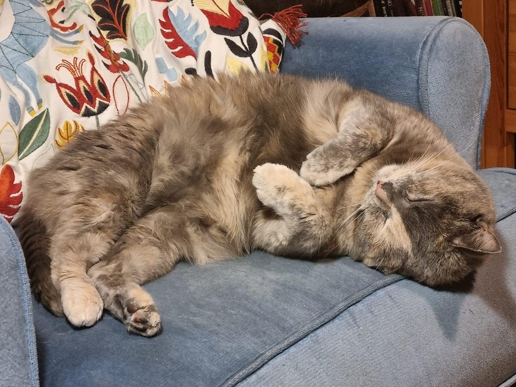 This is Belle, 10 years old. She has arthritis that requires daily medication (it’s easy)