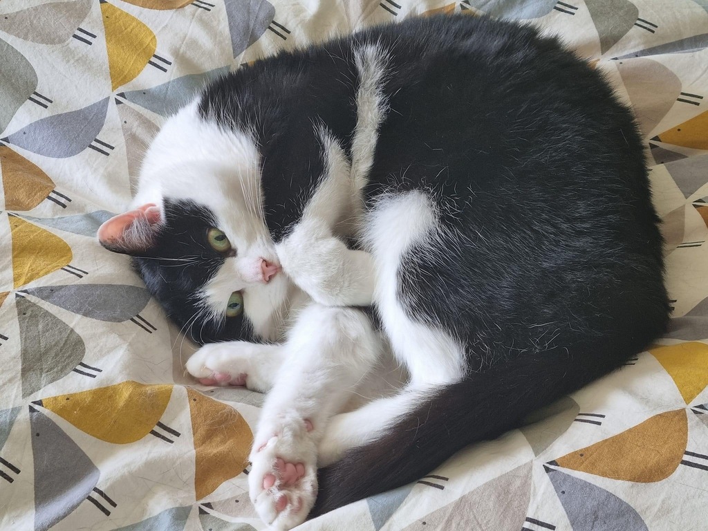 This is Cookie, about 12 years old. Both cats are rescues, and happy to have a safe retirement home