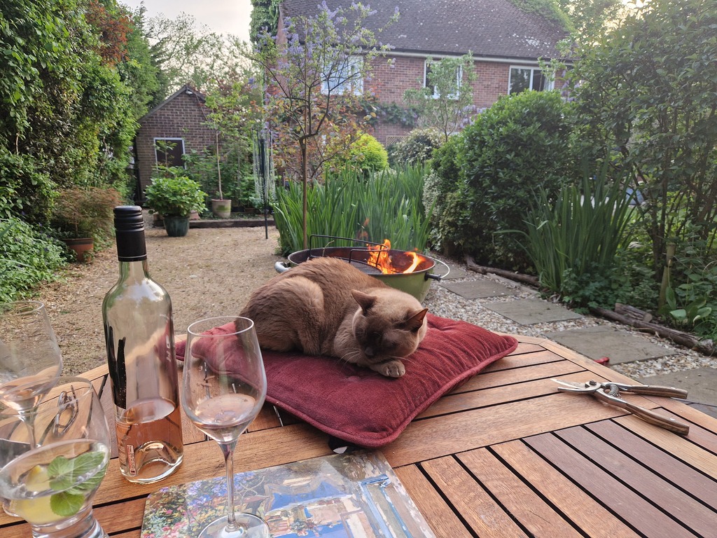 Zaha the Burmese cat