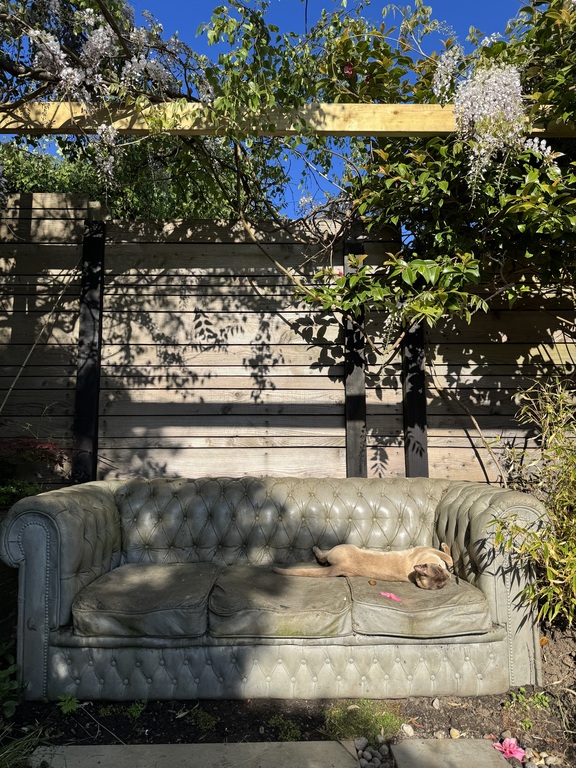 A sun loving burmese cat on the concrete sofa. 