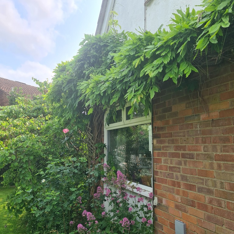 |Just before the Wisteria blooms.