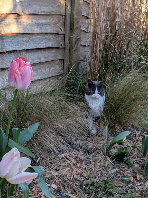 Romy the cat 