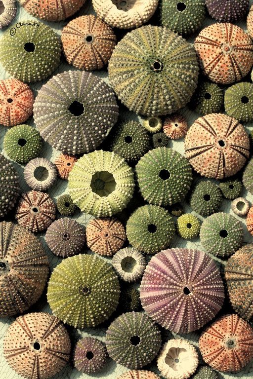 urchins  shells