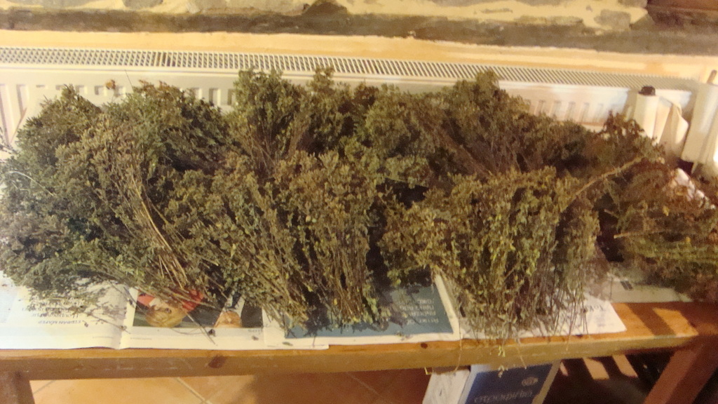DRYING ORIGANO