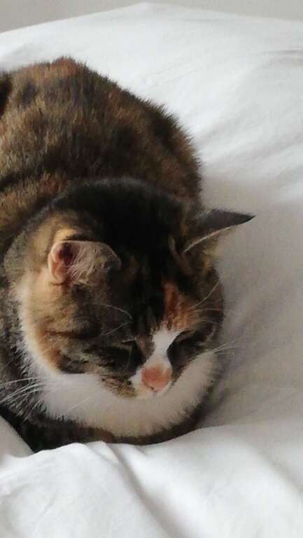 Shadow resting on bed