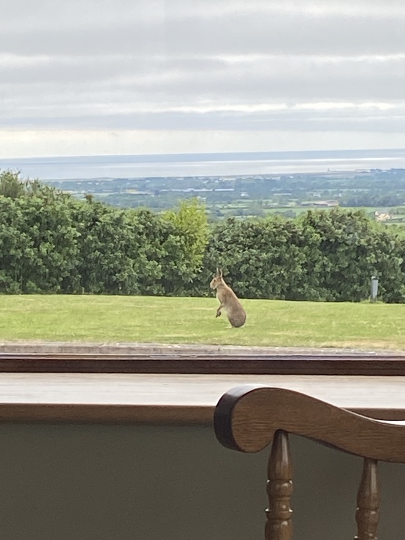 Some of the wildlife that visit our garden