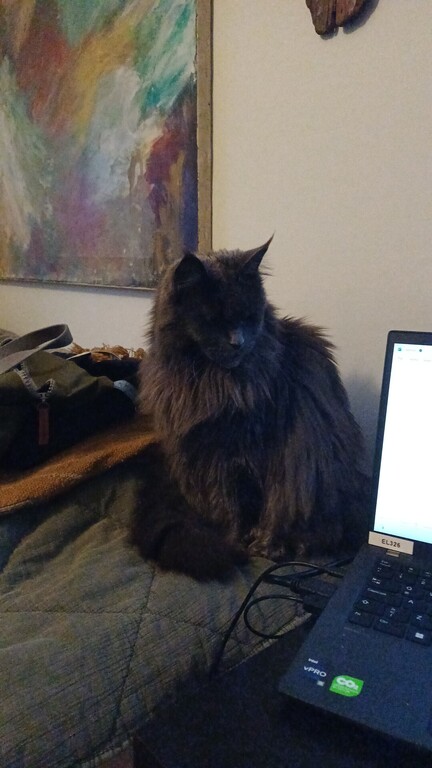 our Main coon cat Mandla 