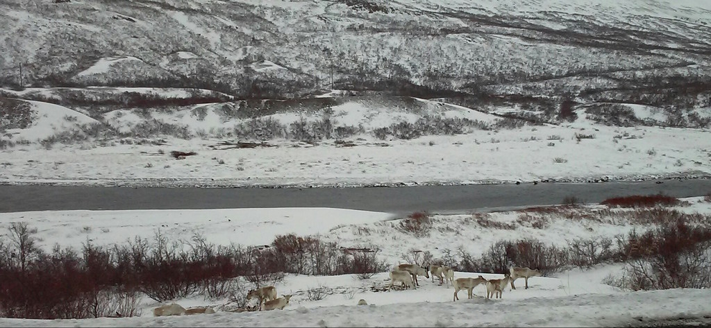 Reindeer in the eastern part of Iceland in April.