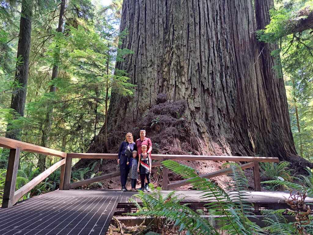 Jedediah Smith Redwoods National Park in Northern California. Home exchange in Portland, Oregon, summer 2023